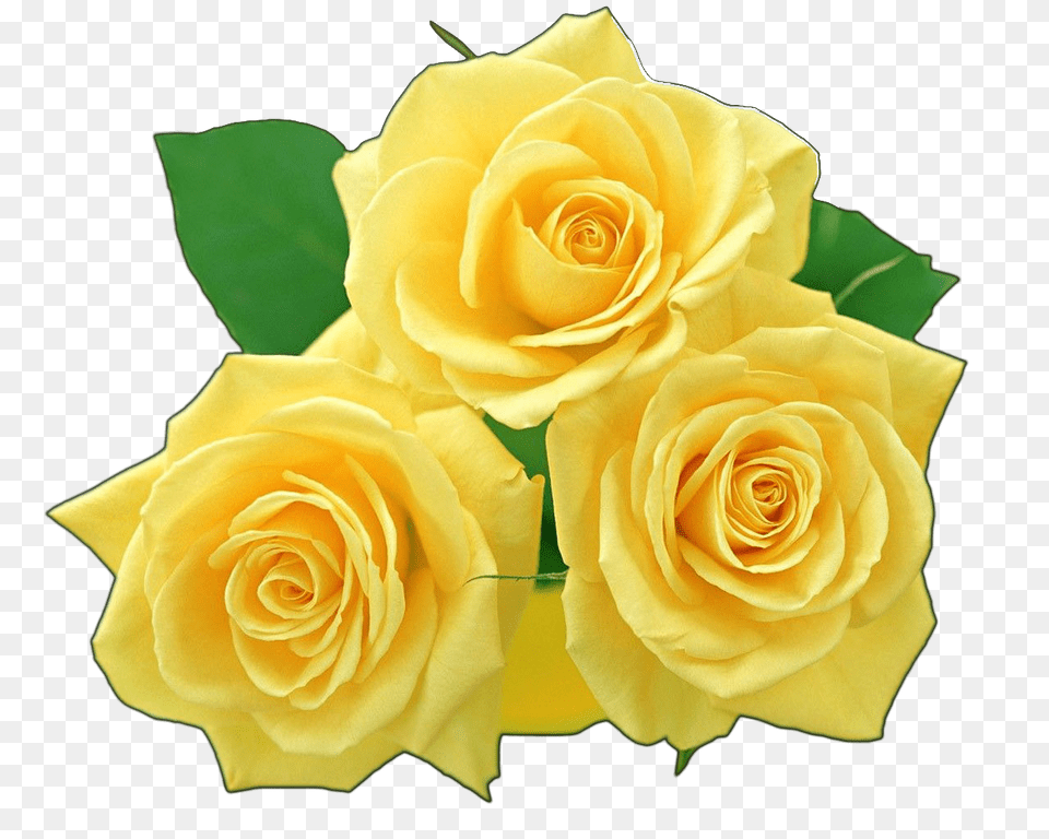 Yellow Flowers Bouquet File Vector Images Yellow Rose, Flower, Plant, Petal, Flower Arrangement Free Png Download