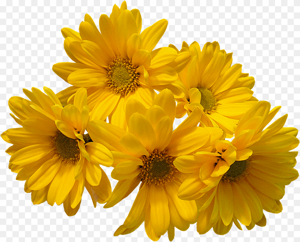 Yellow Flowers Bouquet Transparent Image Yellow Aesthetic Flower, Daisy, Plant, Petal, Sunflower Free Png
