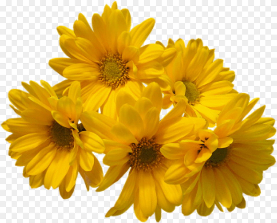 Yellow Flowers Bouquet Image Yellow Flowers, Daisy, Flower, Petal, Plant Free Transparent Png