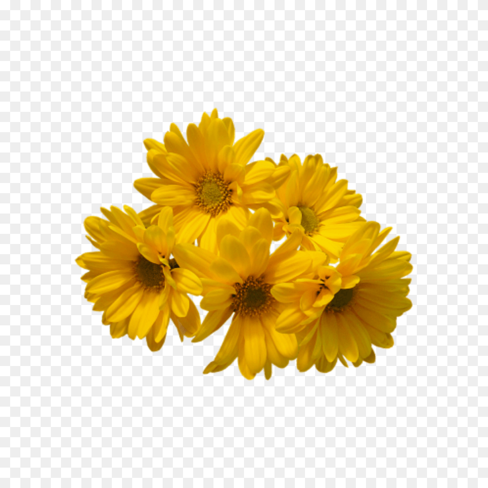 Yellow Flowers Bouquet Yellow Flowers Background, Anther, Daisy, Flower, Petal Png Image