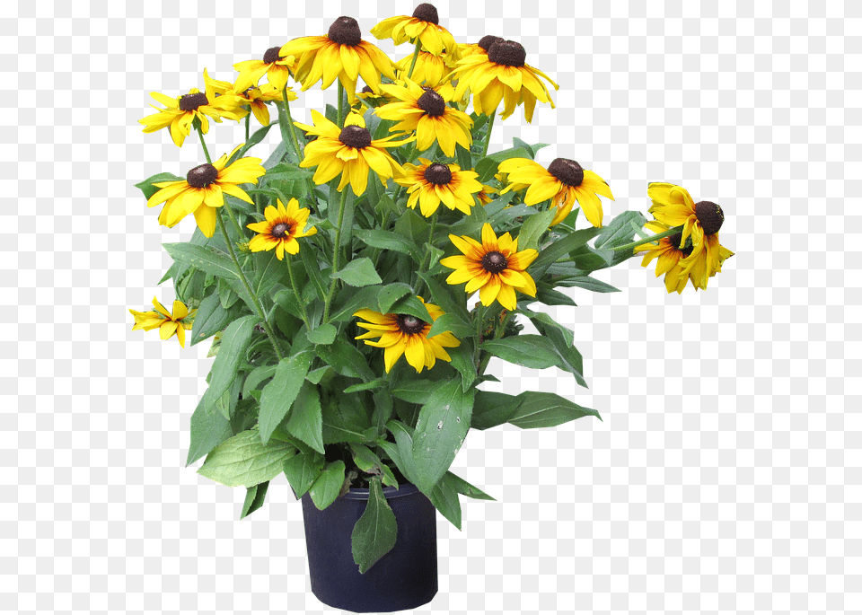 Yellow Flowers Cut Out Sunflower, Daisy, Flower, Plant, Flower Arrangement Png