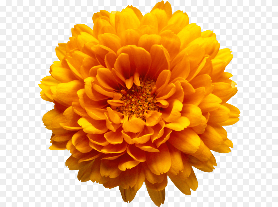 Yellow Flowers Clip Art Orange Flower Background, Dahlia, Daisy, Petal, Plant Free Png Download
