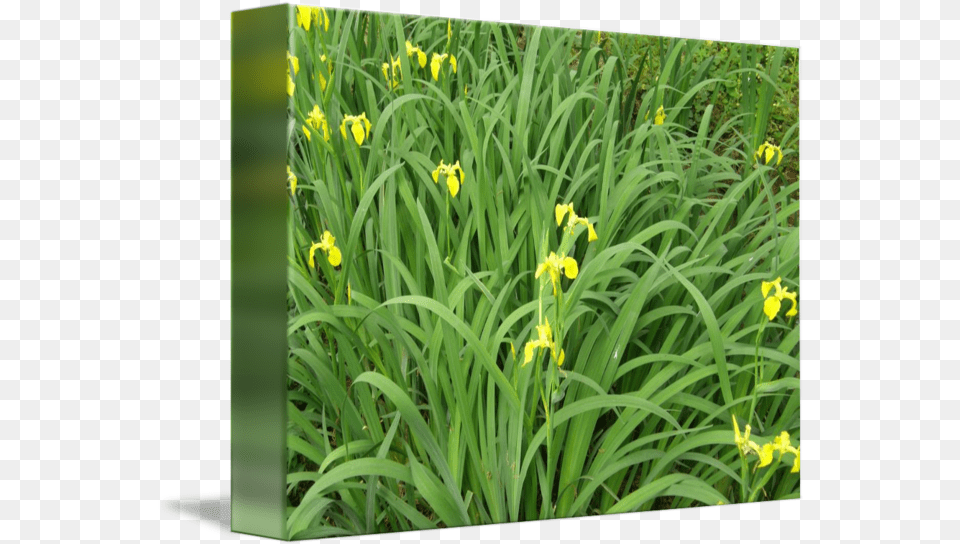 Yellow Flowers Grassland, Daffodil, Flower, Grass, Iris Png