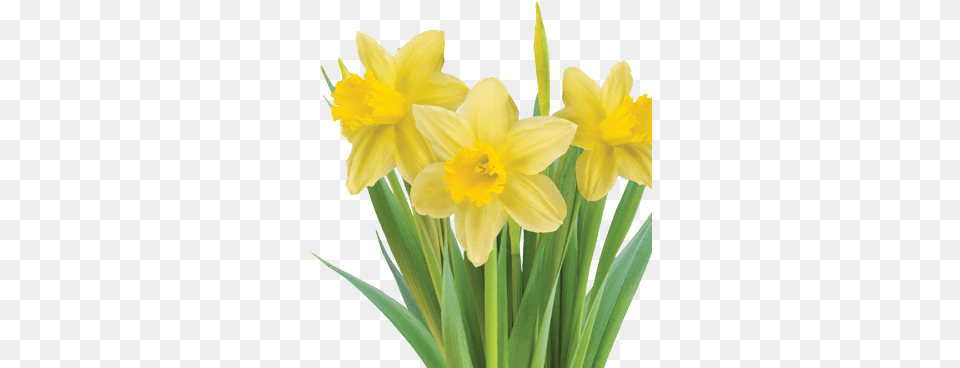 Yellow Flowers Justus Chiropractic Marketing Green And Flower Logo, Daffodil, Plant Png Image