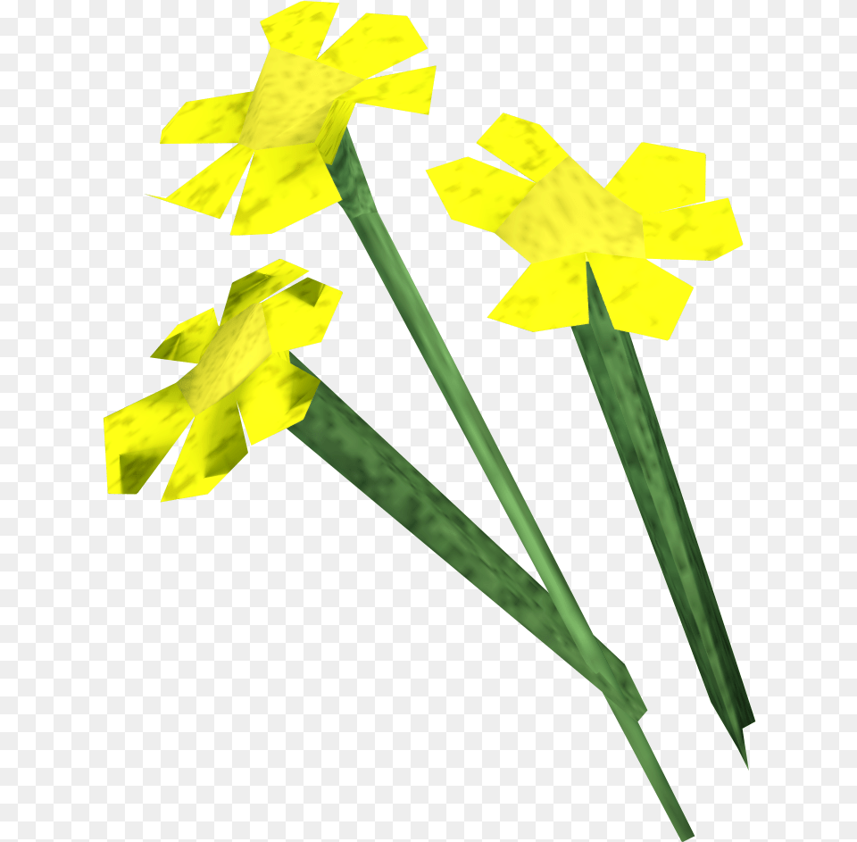 Yellow Flowers Runescape Wiki Fandom Runescape Flowers, Daffodil, Flower, Plant, Blade Free Png