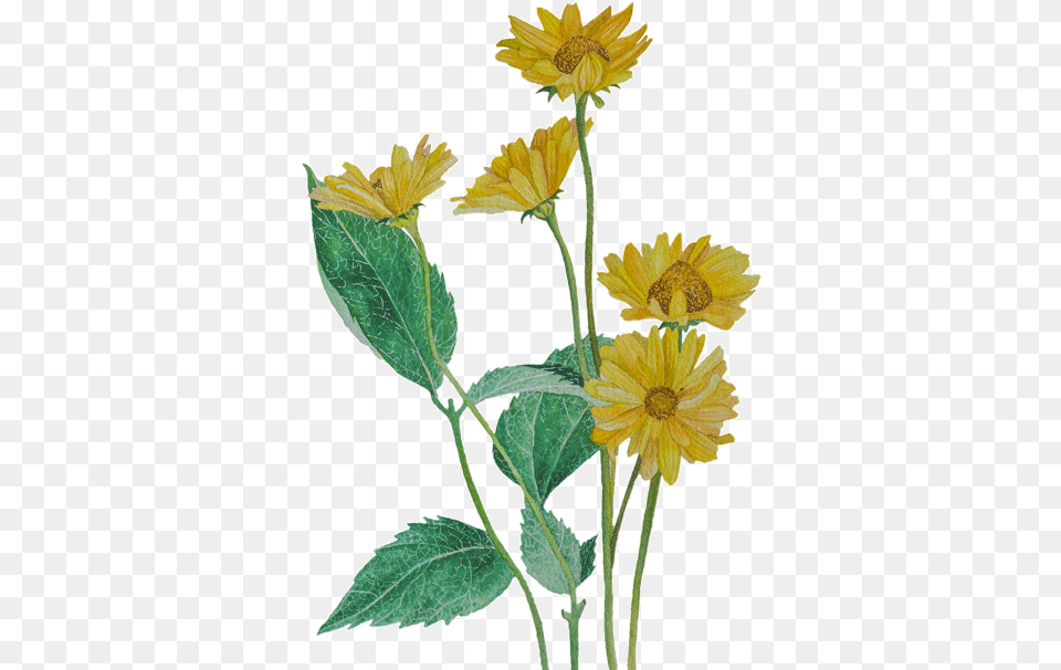 Yellow Flowers Transparent Yellow Flowers Gif, Daisy, Flower, Leaf, Plant Png Image