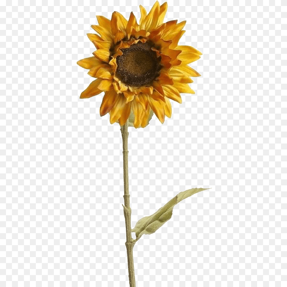 Yellow Flowers Tumblr Aesthetic Flower Drawing Tumblr Transparent Background Aesthetic Sunflower, Plant Png