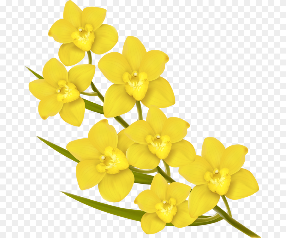 Yellow Flowers Vector, Flower, Plant, Daffodil, Orchid Free Transparent Png