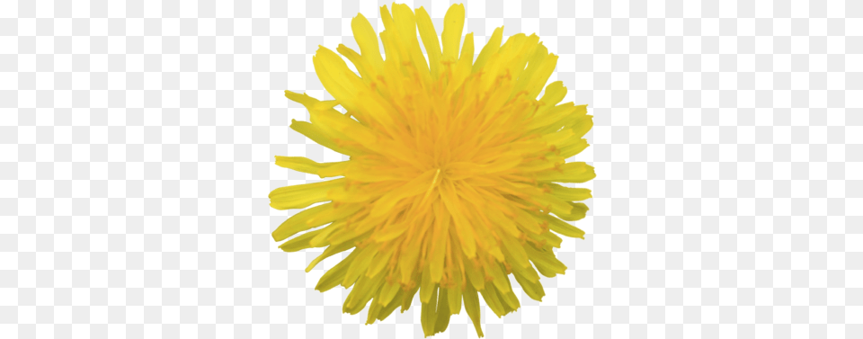 Yellow Fluffy Dandelion Flower With Transparent Background Dandelion, Plant Free Png
