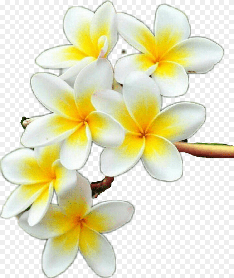 Yellow Frangipani, Flower, Petal, Plant, Geranium Free Png Download