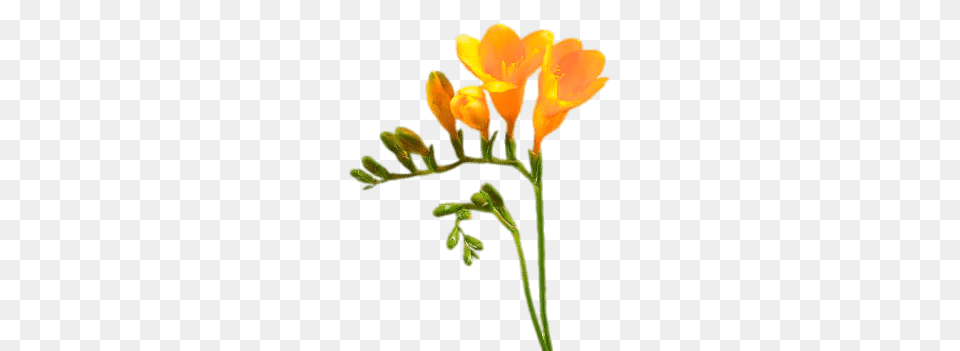 Yellow Freesia, Anther, Flower, Petal, Plant Free Transparent Png