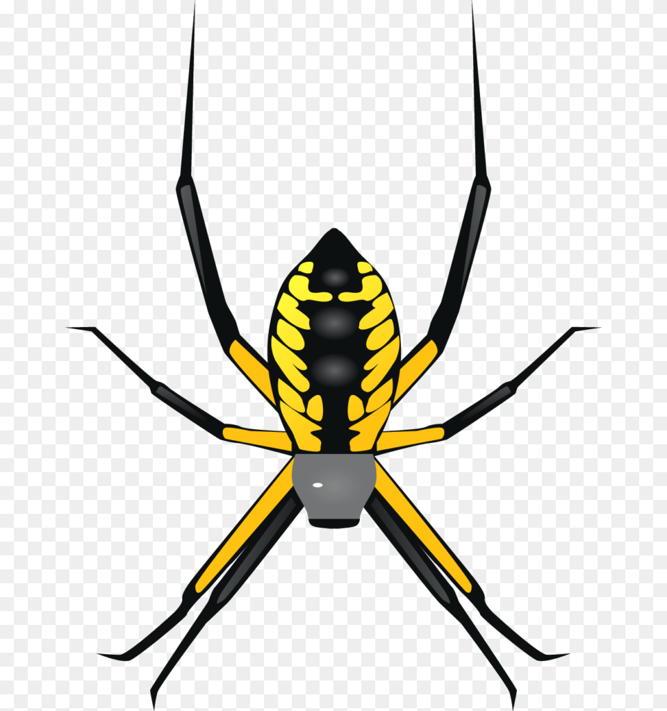 Yellow Garden Spider, Animal, Garden Spider, Insect, Invertebrate Png Image