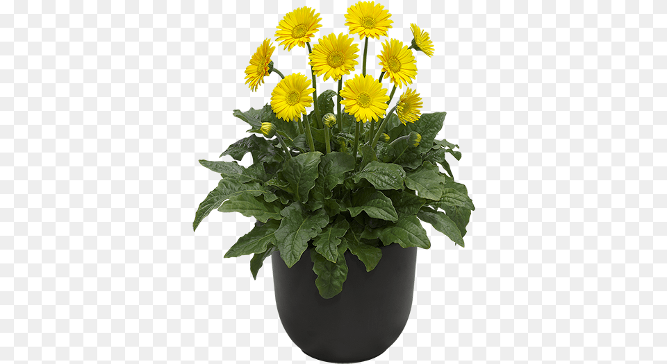 Yellow Garvinea Gerbera Daisy, Flower, Flower Arrangement, Plant, Potted Plant Free Transparent Png