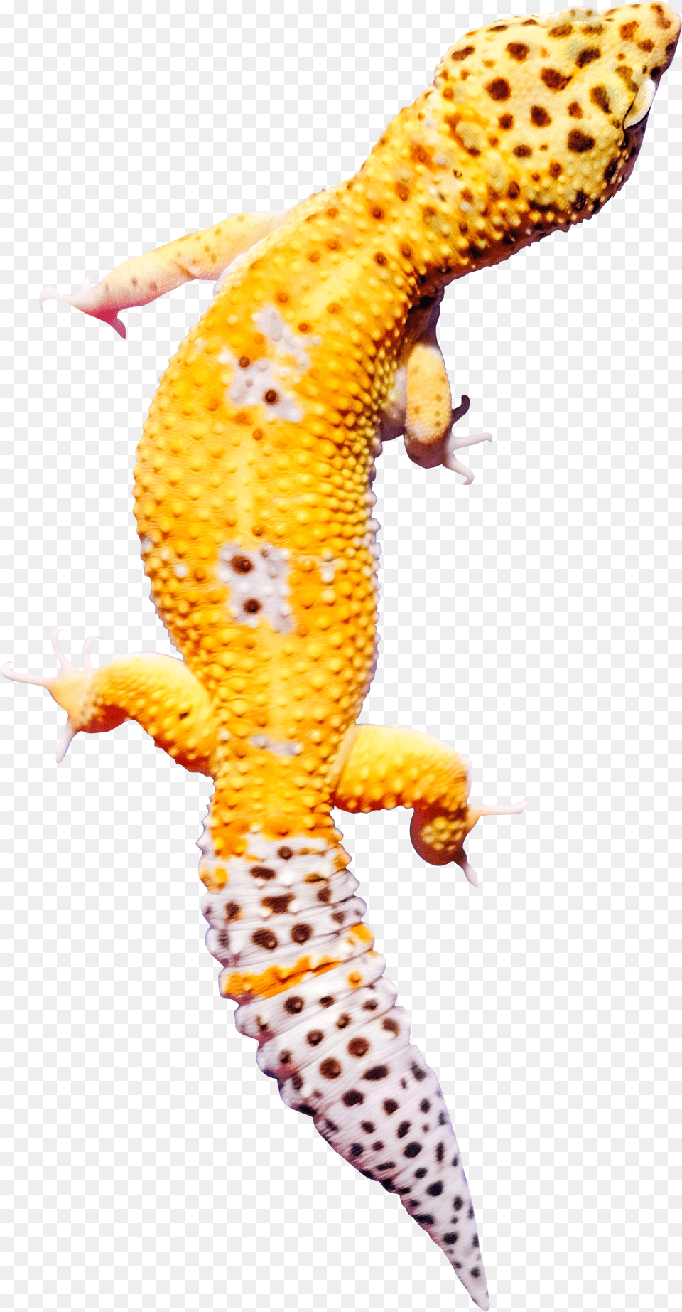 Yellow Gecko Malayalam, Animal, Lizard, Reptile Png Image