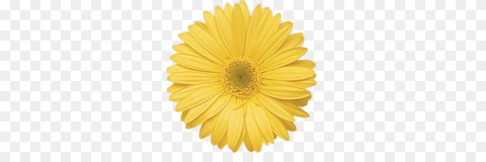 Yellow Gerbera, Daisy, Flower, Petal, Plant Png