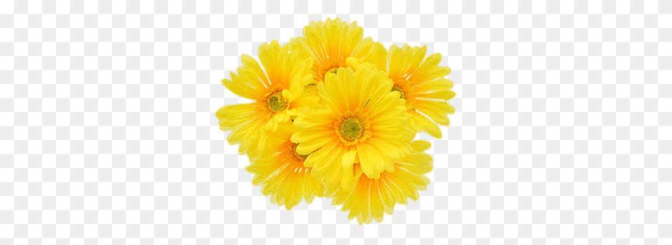 Yellow Gerberas, Daisy, Flower, Petal, Plant Free Png Download