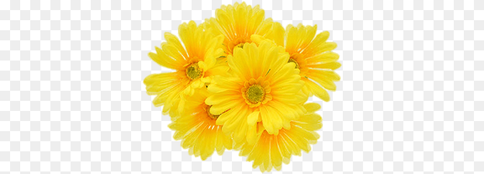 Yellow Gerberas Transparent Stickpng Transparent Yellow Flower, Anther, Daisy, Petal, Plant Png