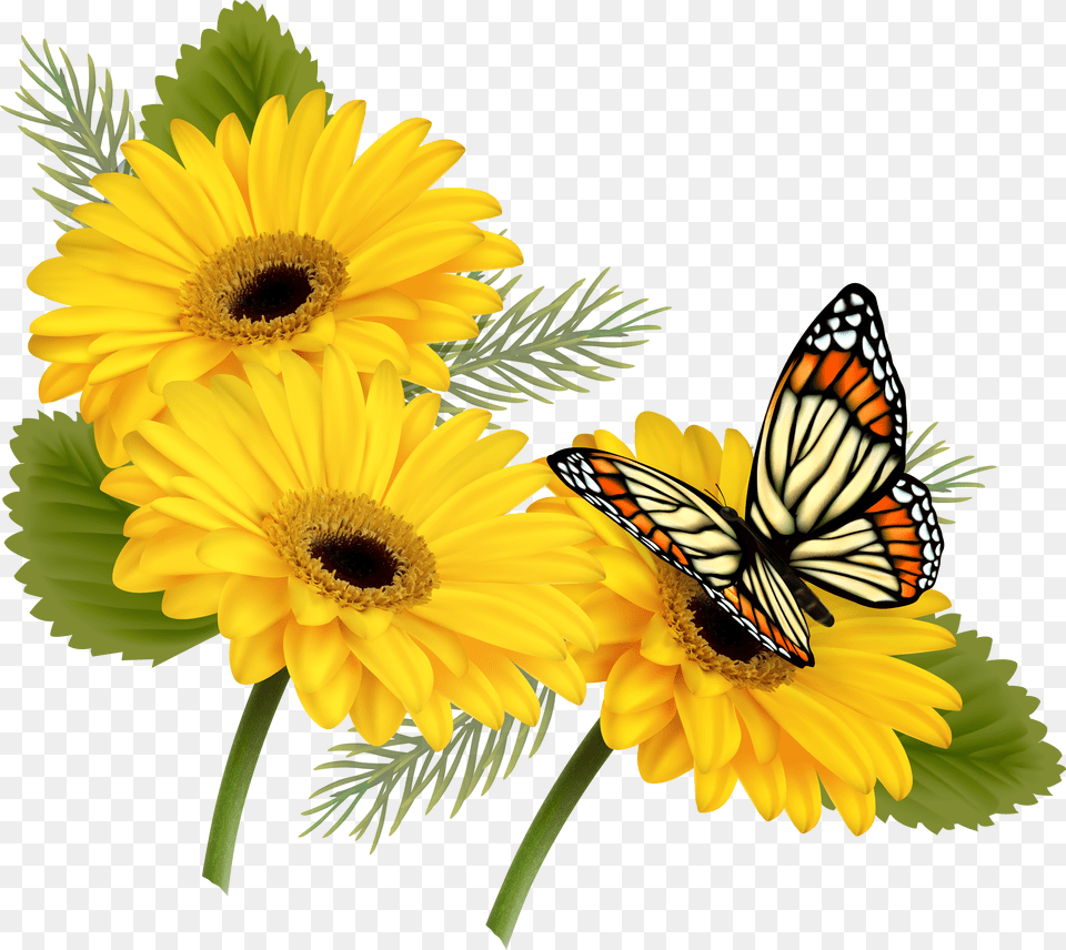 Yellow Gerberas With Butterfly Clipart Butterfly On Flowers Free Png Download