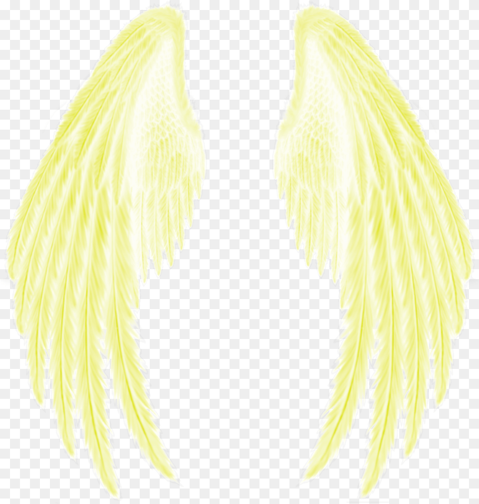 Yellow Gold Golden Wings Feather Angel Wings With White Background, Animal, Bird, Food, Leafy Green Vegetable Free Transparent Png