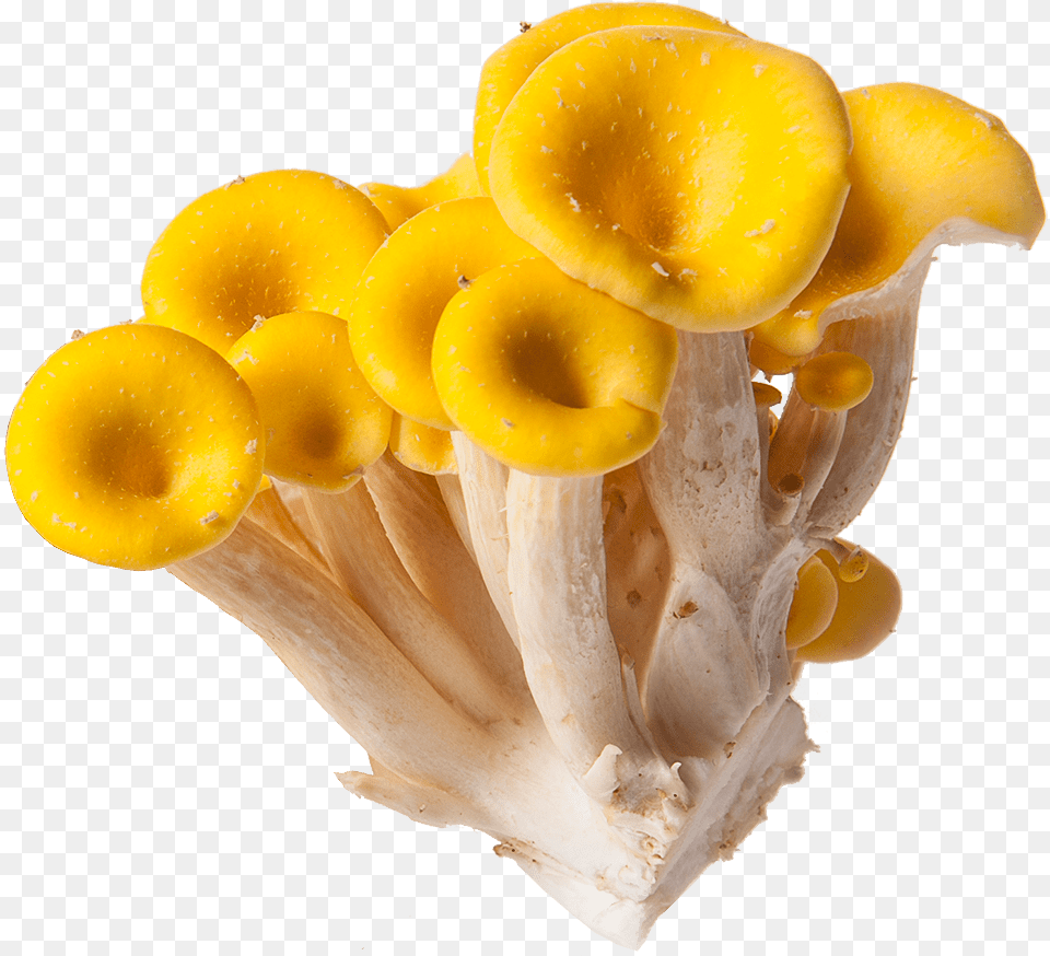 Yellow Golden Mushroom Oyster Mushroom, Plant, Agaric, Amanita, Fungus Free Png