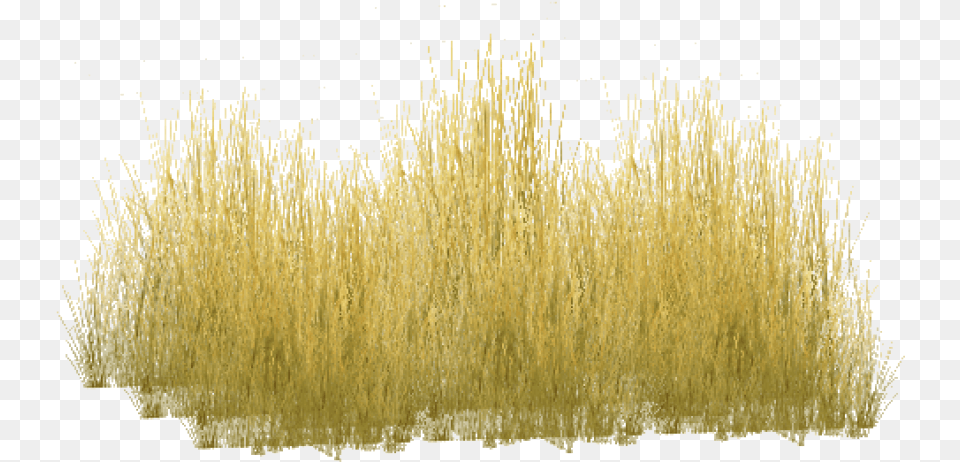 Yellow Grass Images Background Tall Yellow Grass, Plant, Reed, Vegetation Png Image
