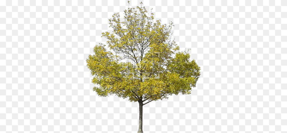 Yellow Green Tree Yellow Tree Photoshop, Maple, Plant, Oak, Sycamore Free Png Download