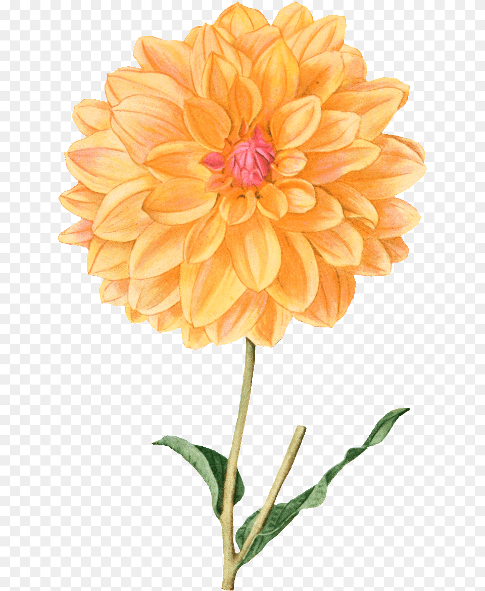 Yellow Hd Gorgeous Vintage Painted Flowers Dahlia Pinnata Ilustracion, Flower, Plant, Rose Free Png