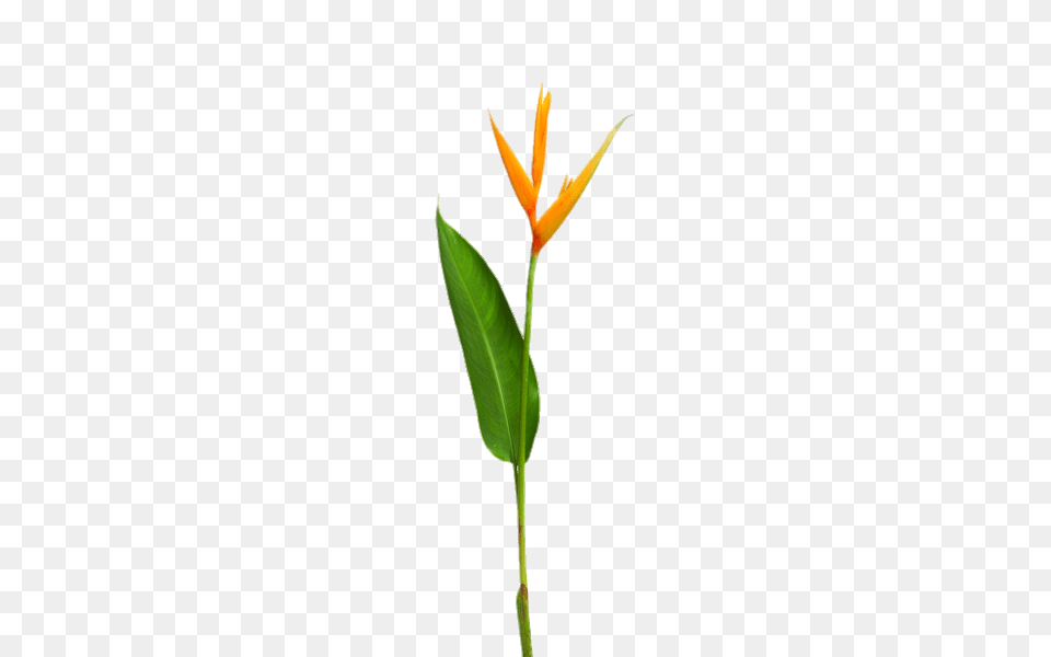 Yellow Heliconia, Flower, Leaf, Plant, Anthurium Free Png