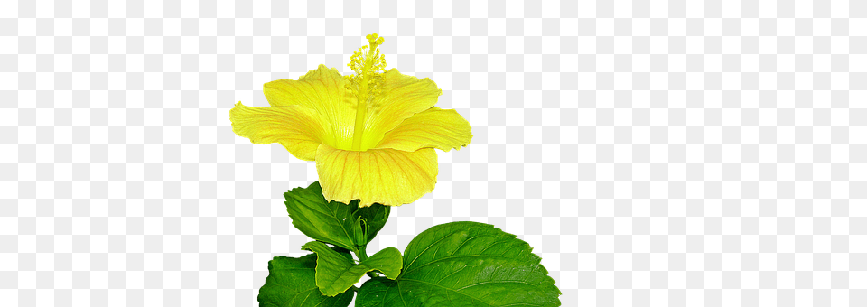 Yellow Hibiscus Flower, Plant Free Transparent Png