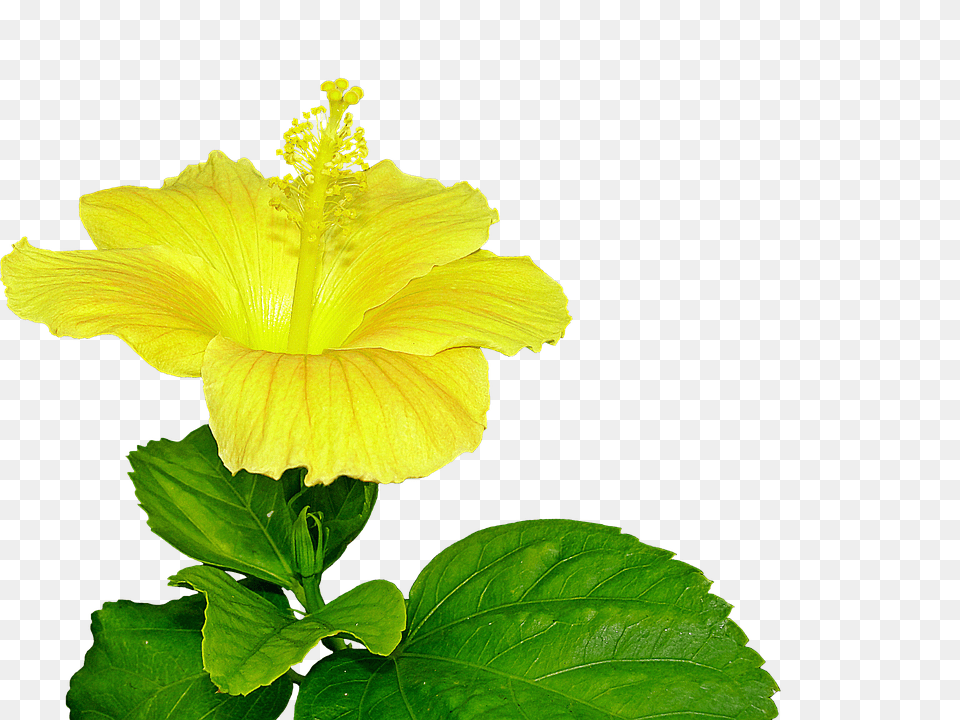 Yellow Hibiscus Flower, Plant, Pollen Free Transparent Png