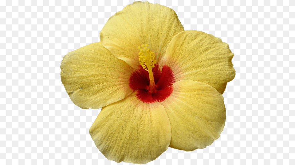 Yellow Hibiscus, Flower, Plant, Fungus Png Image