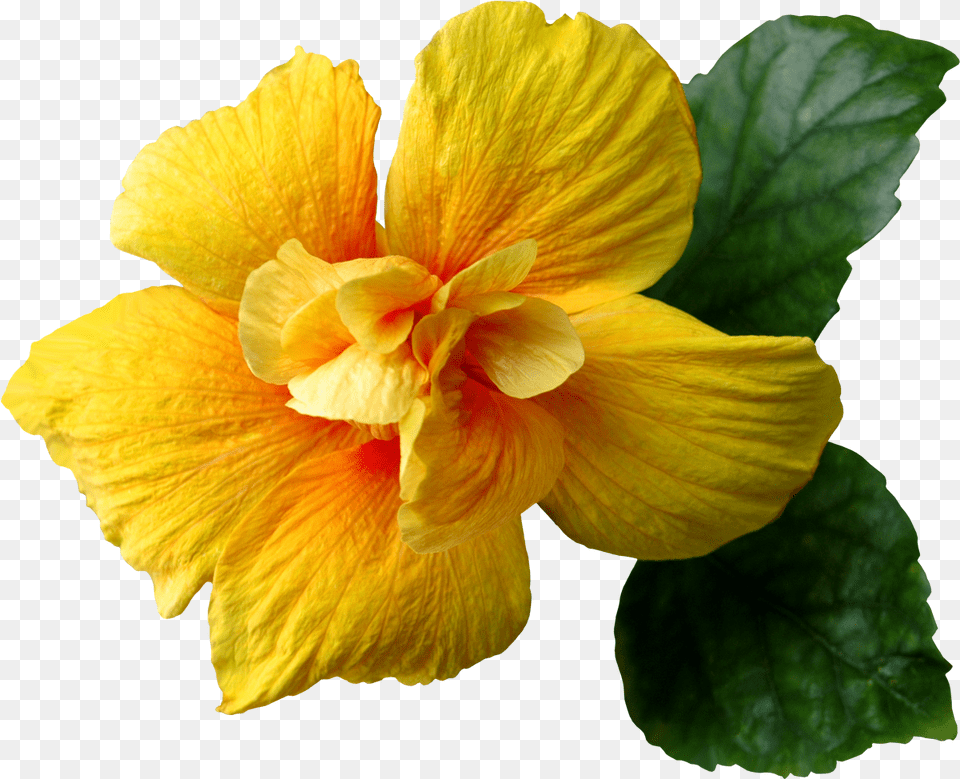 Yellow Hibiscus Flower, Plant Png Image