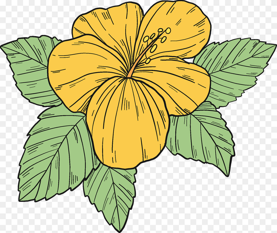 Yellow Hibiscus Flower Clipart, Plant, Person, Leaf Png Image