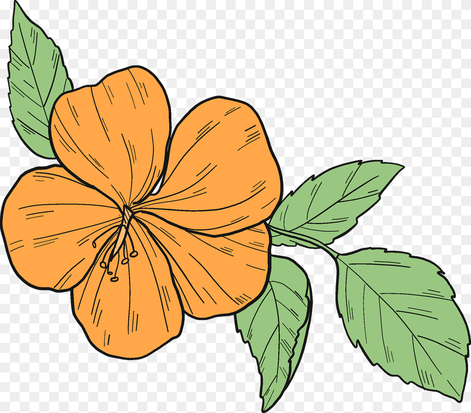 Yellow Hibiscus Flower Clipart, Plant Free Png Download