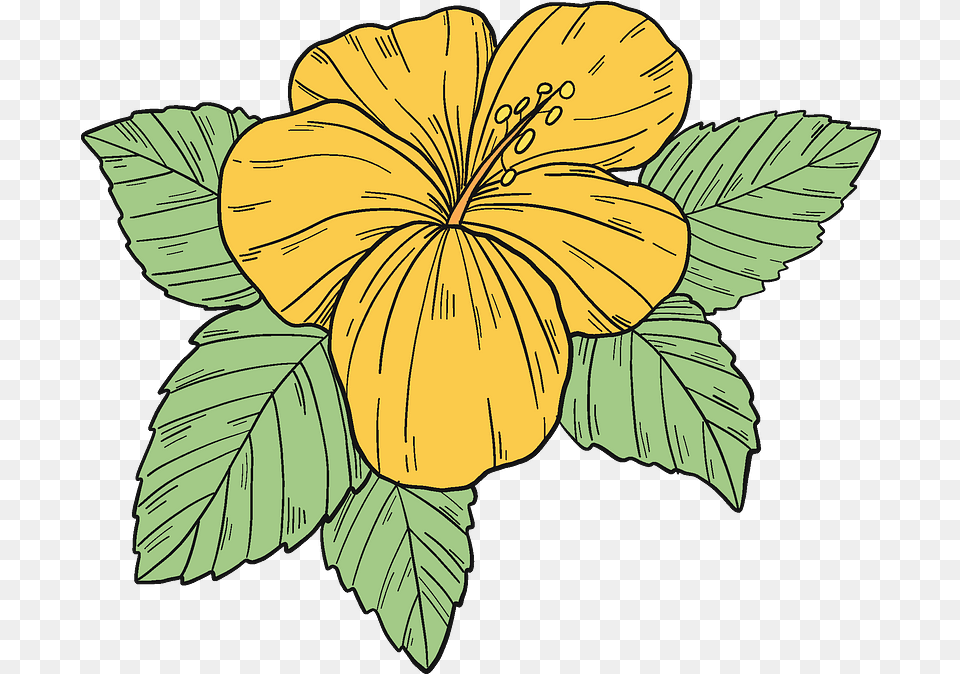 Yellow Hibiscus Flower Clipart Hawaiian Hibiscus, Plant, Leaf, Person, Face Free Transparent Png