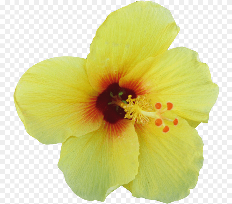 Yellow Hibiscus Hawaiian Hibiscus Flower Transparent Background, Plant, Pollen, Rose Free Png Download