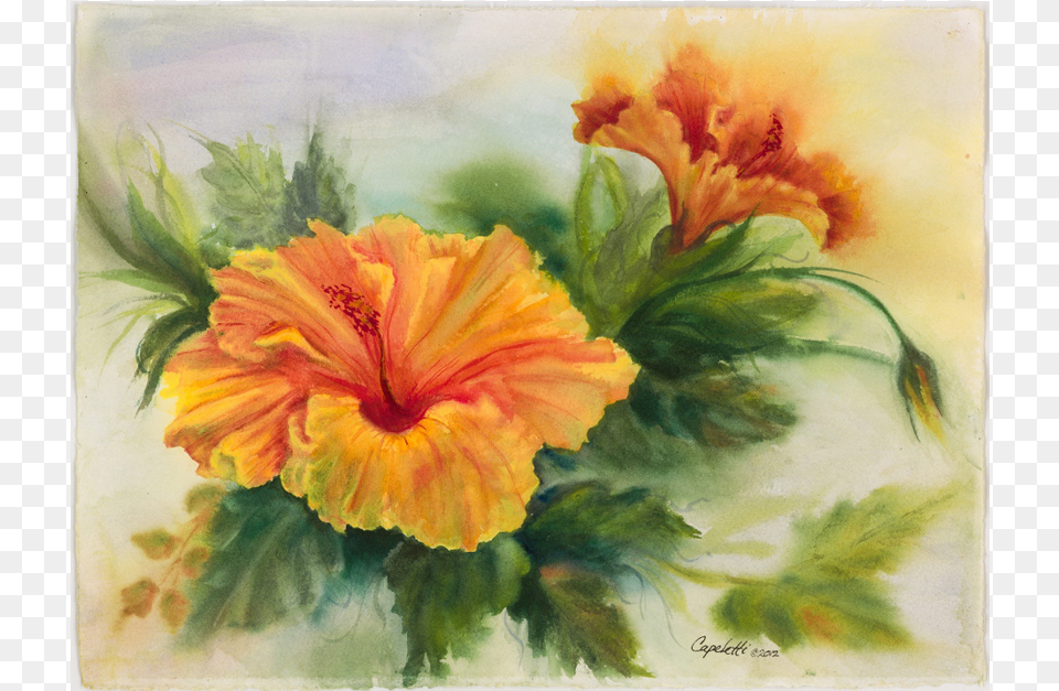 Yellow Hibiscus Watercolor Painting, Flower, Plant, Art Png