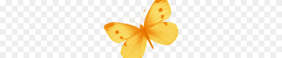 Yellow Image, Animal, Butterfly, Insect, Invertebrate Png