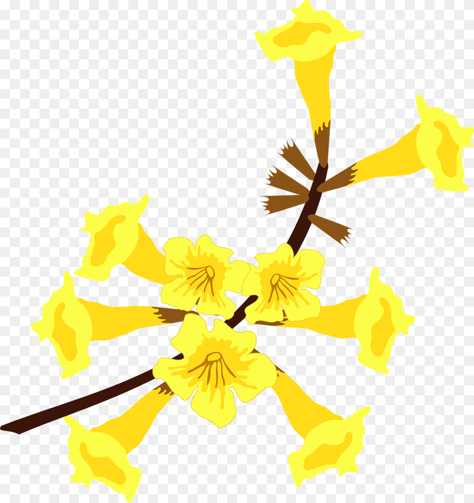 Yellow Ipe Flowers Clipart, Daffodil, Flower, Petal, Plant Free Png