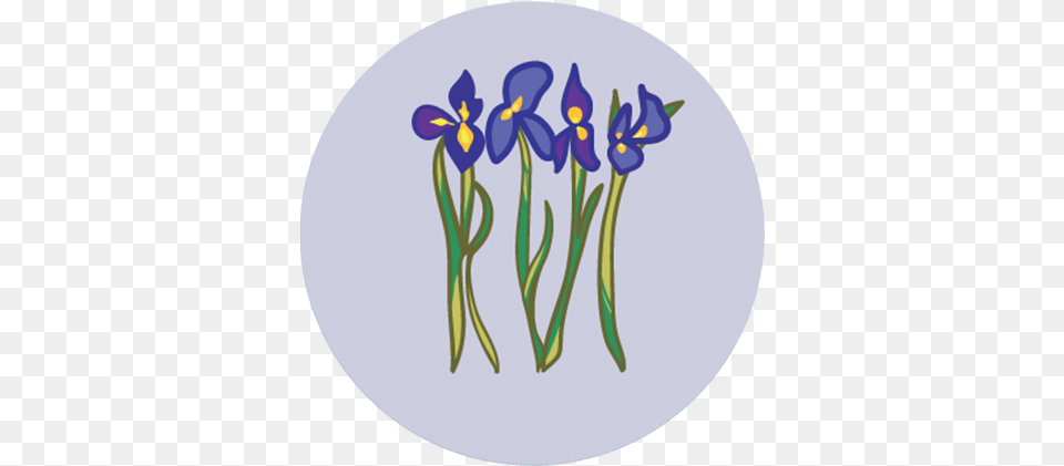 Yellow Iris, Flower, Plant, Purple Png