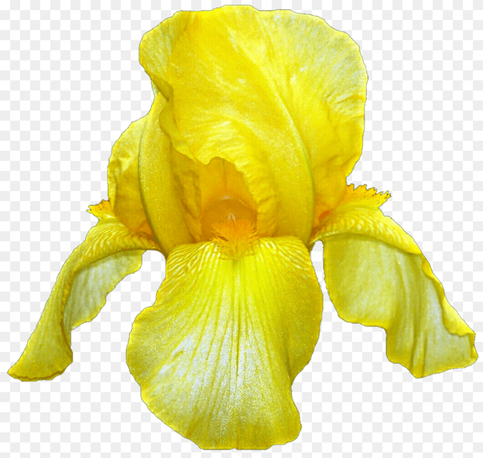 Yellow Iris, Flower, Petal, Plant, Daffodil Free Transparent Png