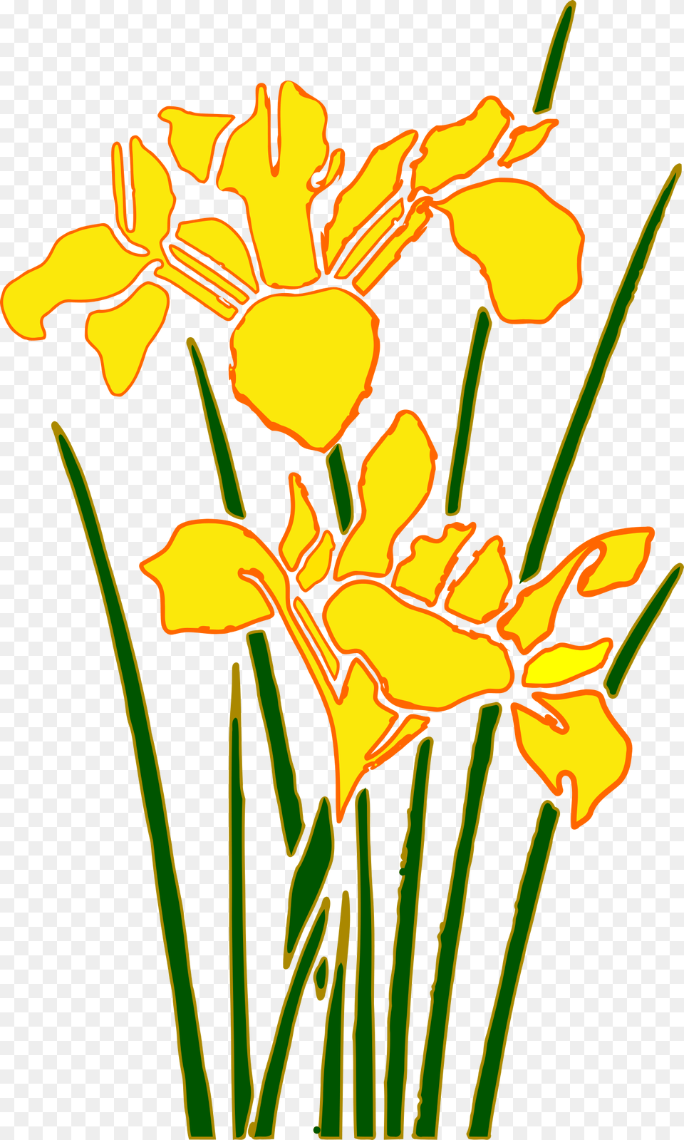 Yellow Iris Flower Cartoon, Plant, Petal, Daffodil Free Png Download