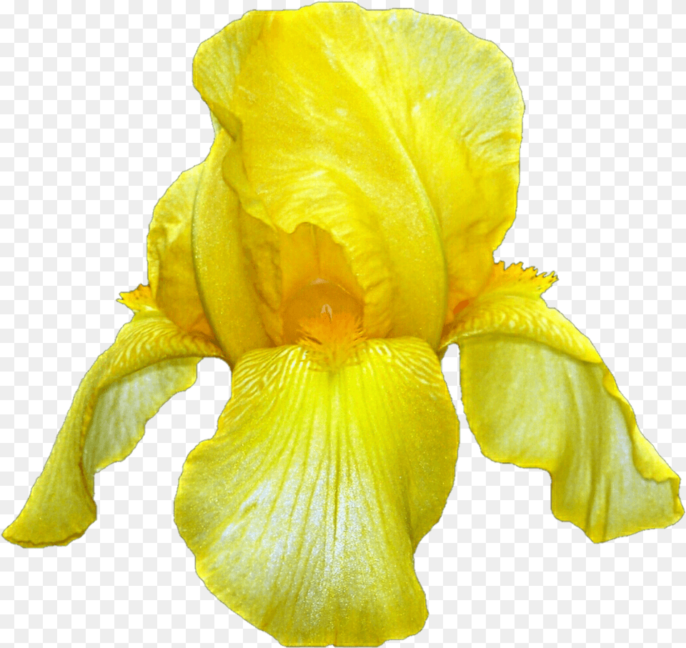 Yellow Iris Stickpng Yellow Iris, Flower, Petal, Plant, Daffodil Png Image