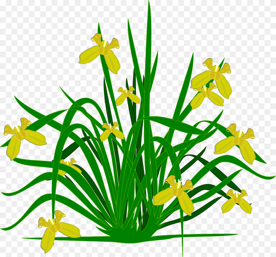 Yellow Irises On The Stem Clipart, Flower, Iris, Plant, Daffodil Free Transparent Png