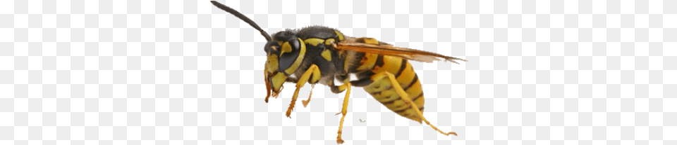 Yellow Jacket, Animal, Bee, Insect, Invertebrate Free Png