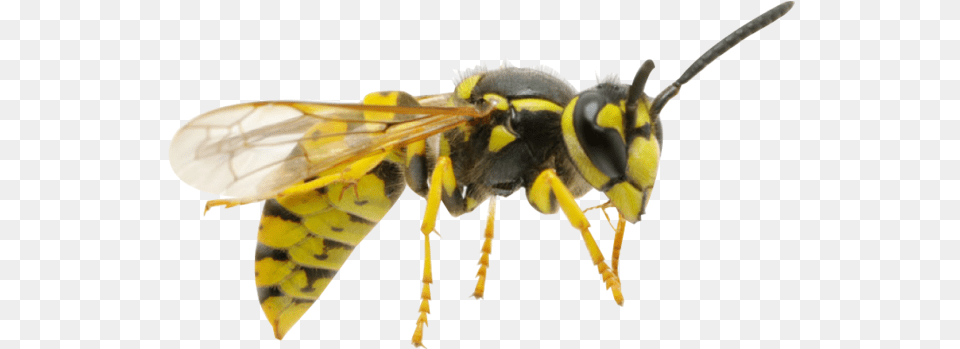 Yellow Jacket Control Removal Amp Extermination Pittsburgh Yellow Jacket Bee, Animal, Insect, Invertebrate, Wasp Png Image