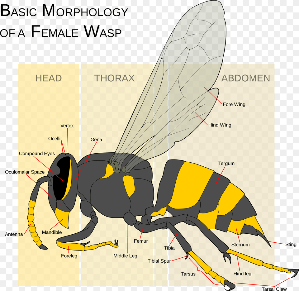 Yellow Jacket Vs Wasp Vs Hornet, Animal, Bee, Insect, Invertebrate Png