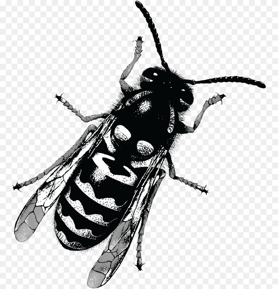 Yellow Jacket Was Conceptualized After A Tragic Robbery Bee, Animal, Insect, Invertebrate, Wasp Png Image