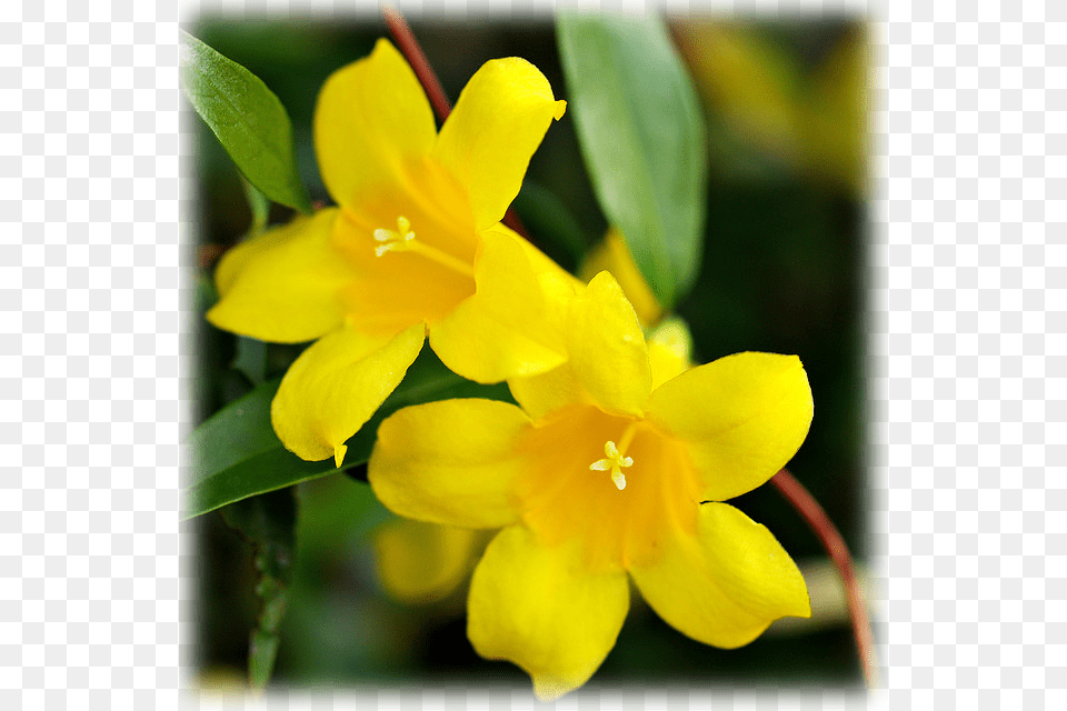 Yellow Jessamine, Flower, Plant, Geranium, Daffodil Free Png