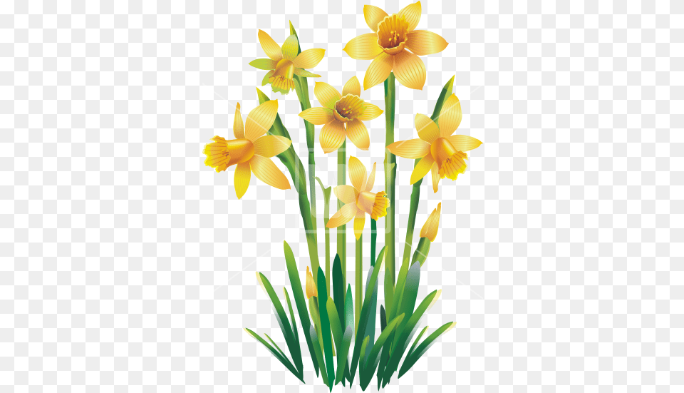 Yellow Jonquils Flower Transparent Background, Daffodil, Plant, Chandelier, Lamp Free Png